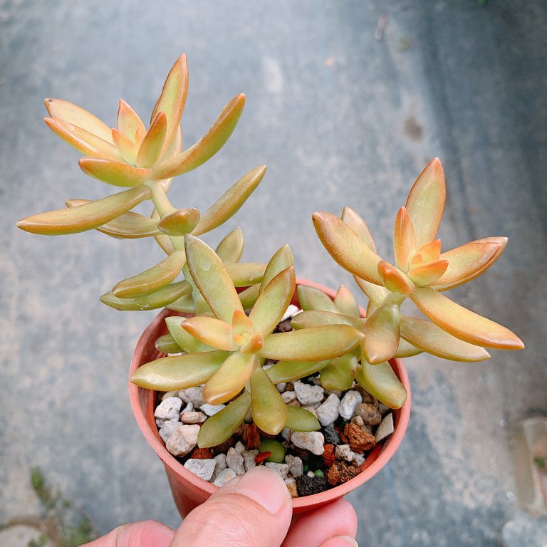 多肉仙人交易所