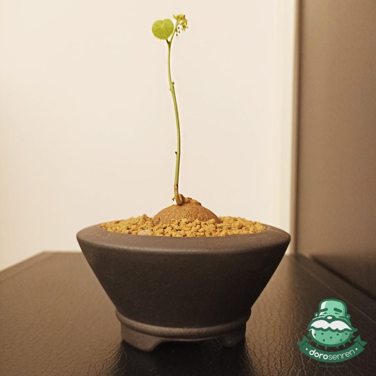 多肉仙人交易所