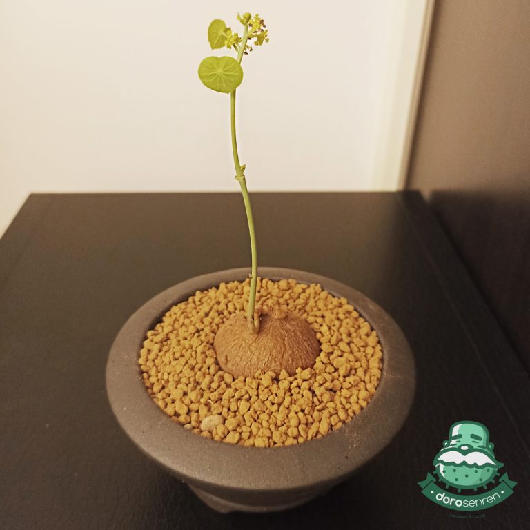 多肉仙人交易所