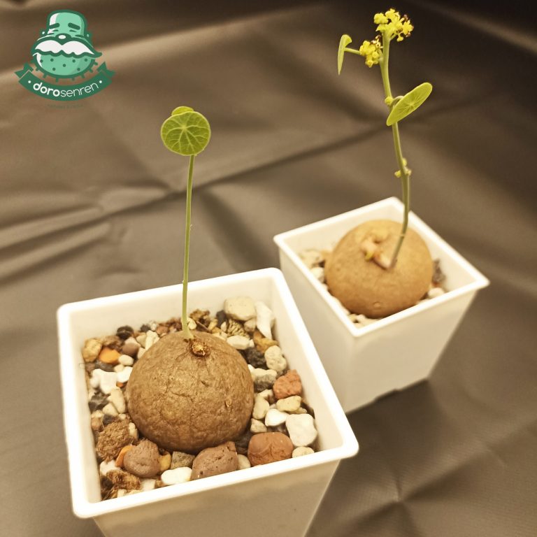 多肉仙人交易所