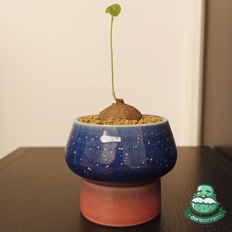 多肉仙人交易所