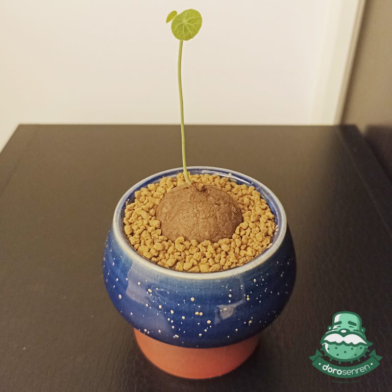 多肉仙人交易所