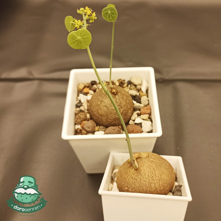 多肉仙人交易所