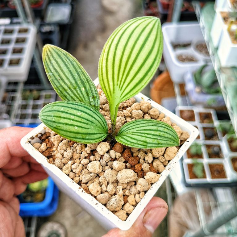 多肉仙人交易所