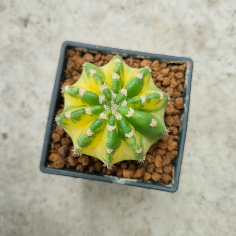 多肉仙人交易所