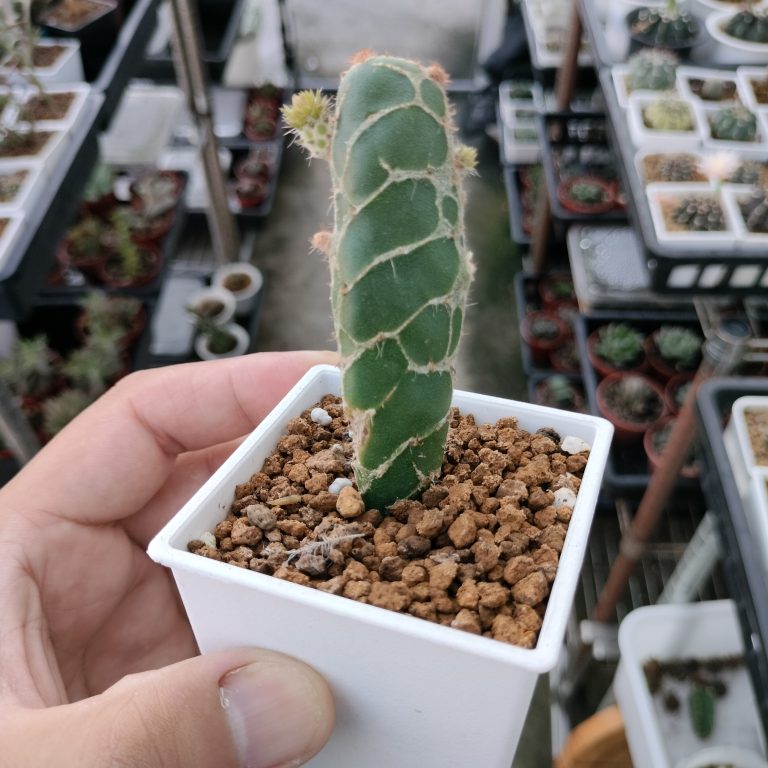 多肉仙人交易所