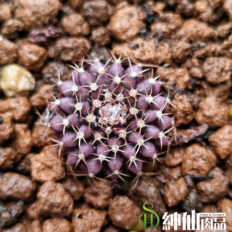 多肉仙人交易所