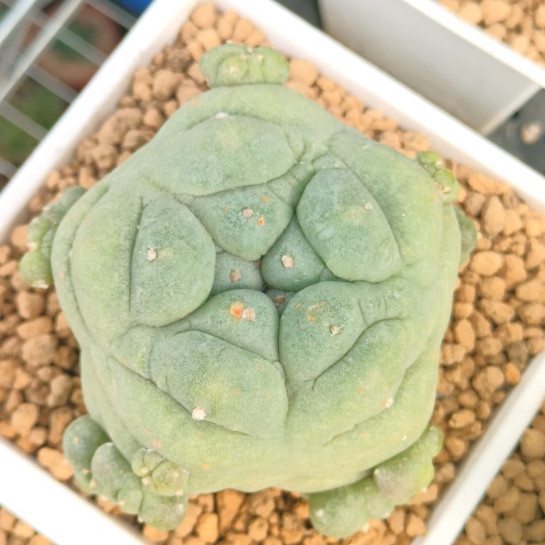 多肉仙人交易所