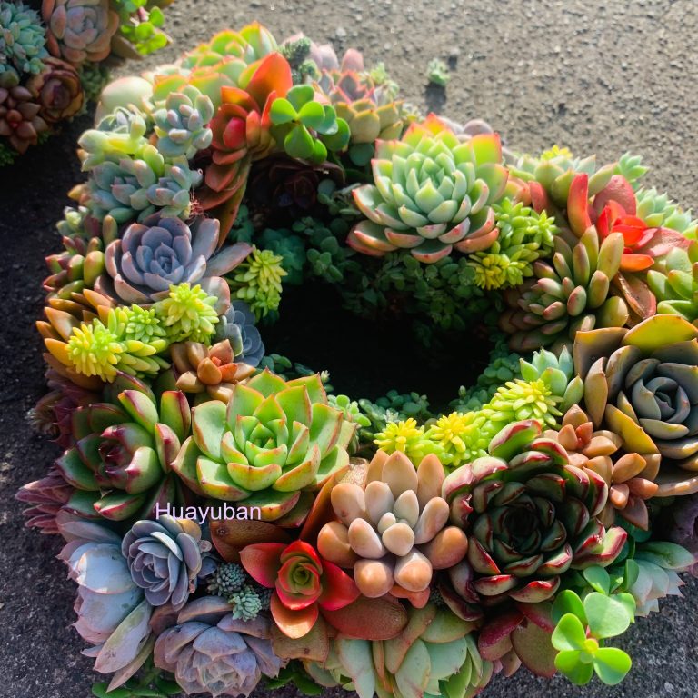 多肉仙人交易所