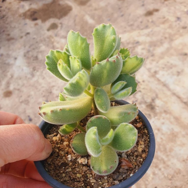 多肉仙人交易所