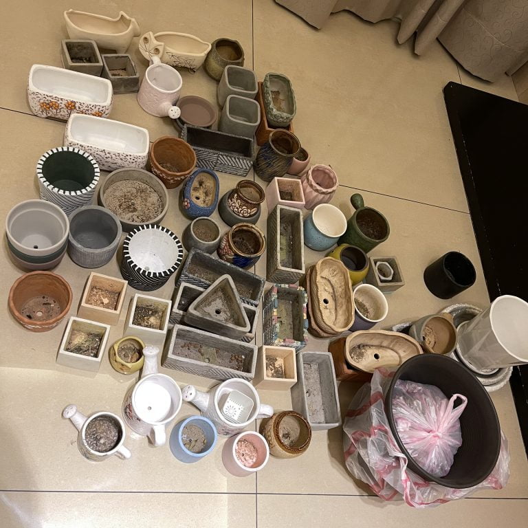 多肉仙人交易所