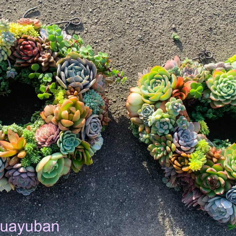 多肉仙人交易所