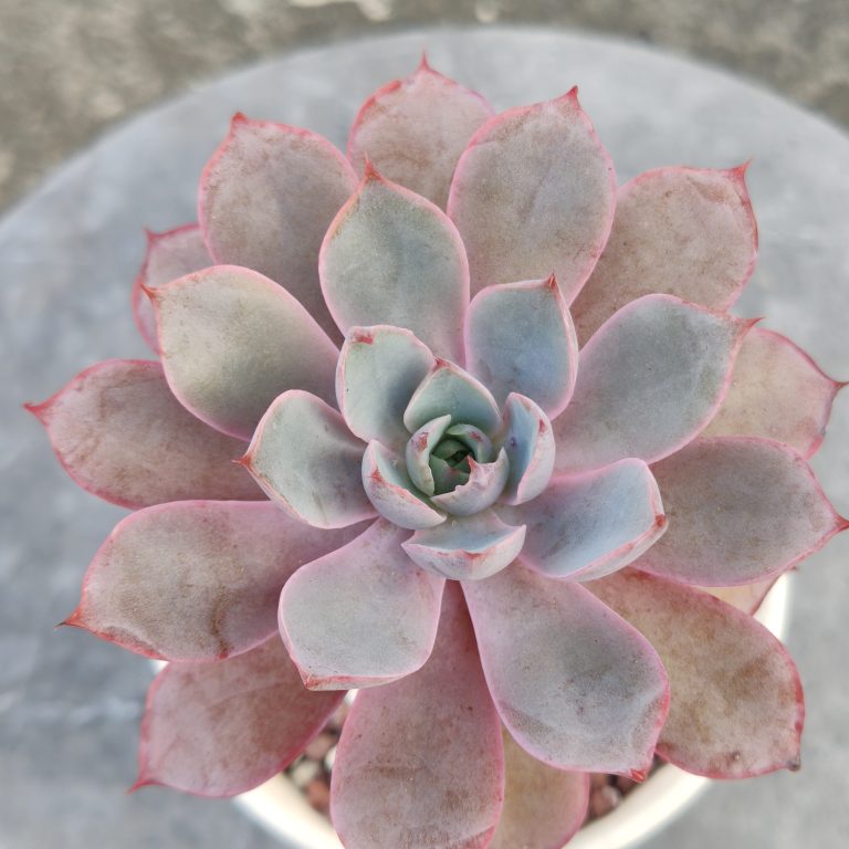 多肉仙人交易所