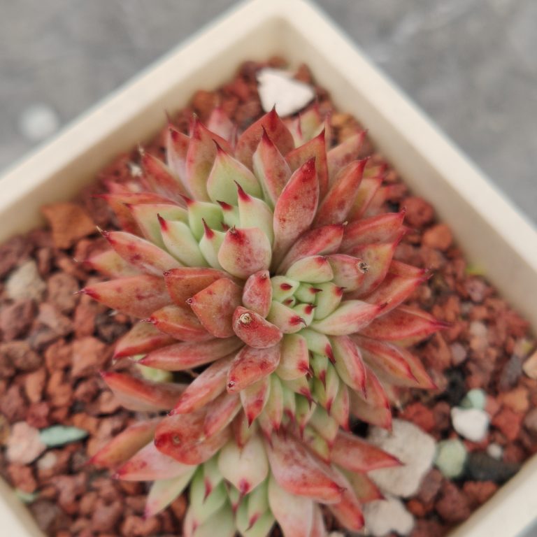 多肉仙人交易所