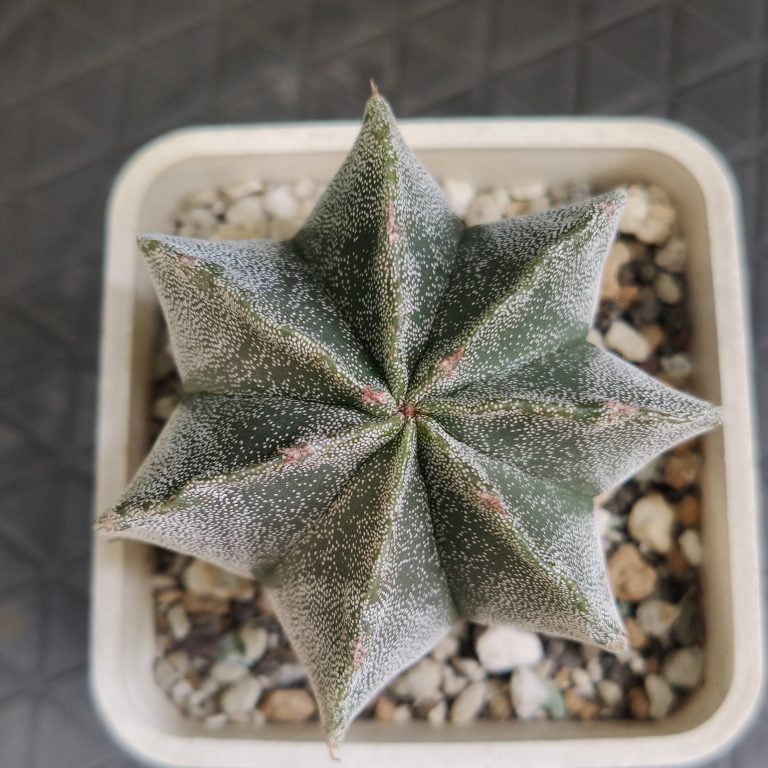 多肉仙人交易所