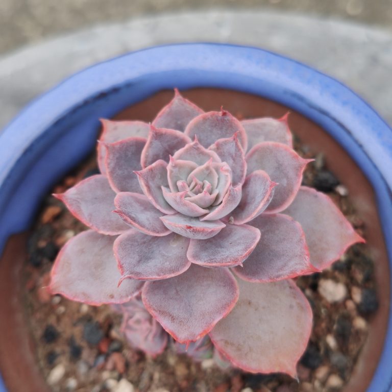 多肉仙人交易所