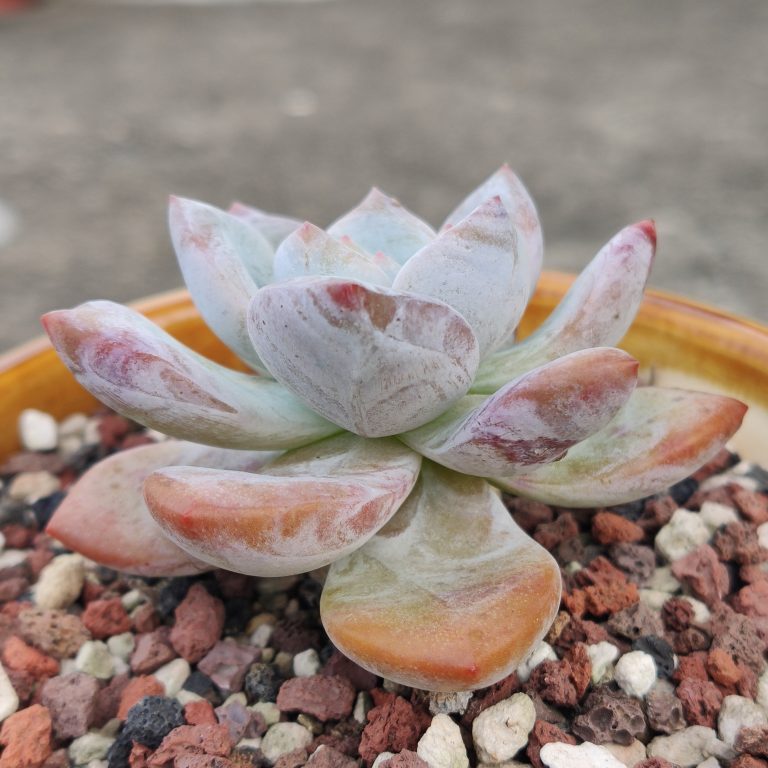 多肉仙人交易所