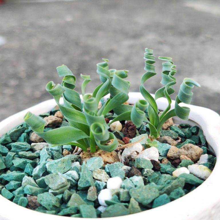 多肉仙人交易所