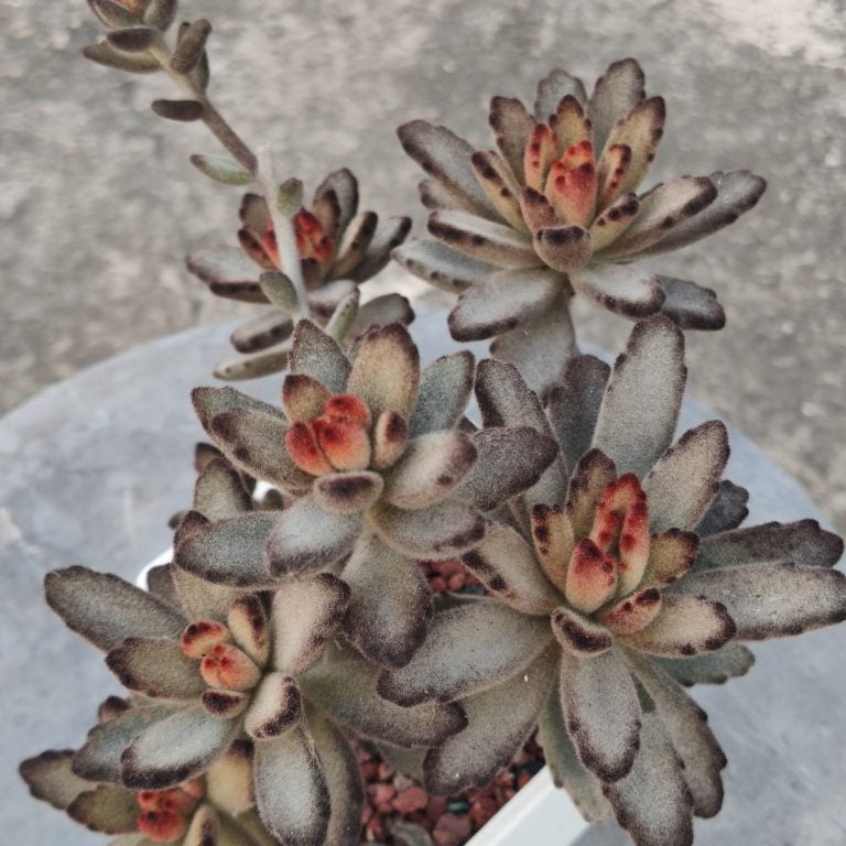 多肉仙人交易所