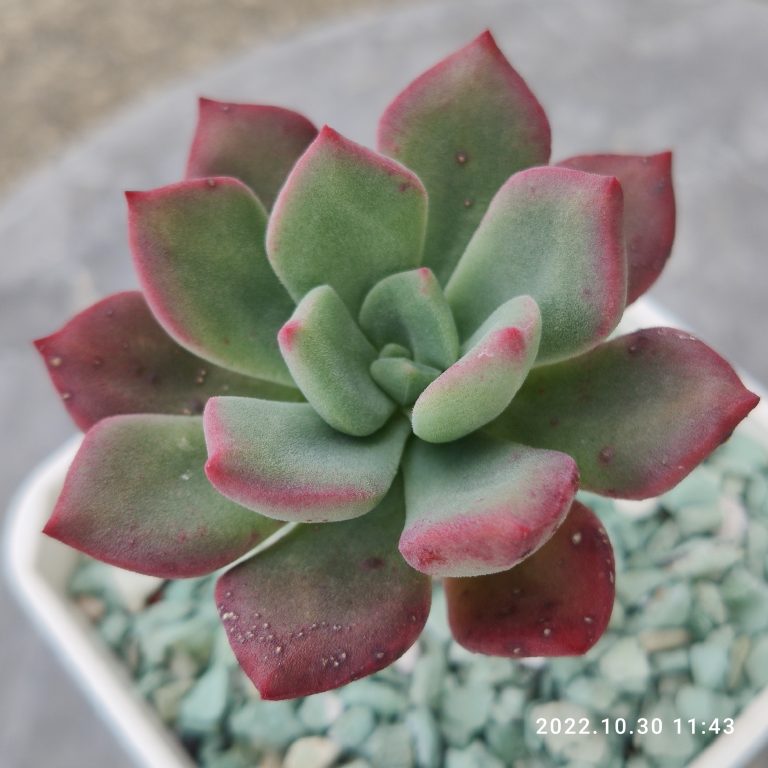 多肉仙人交易所