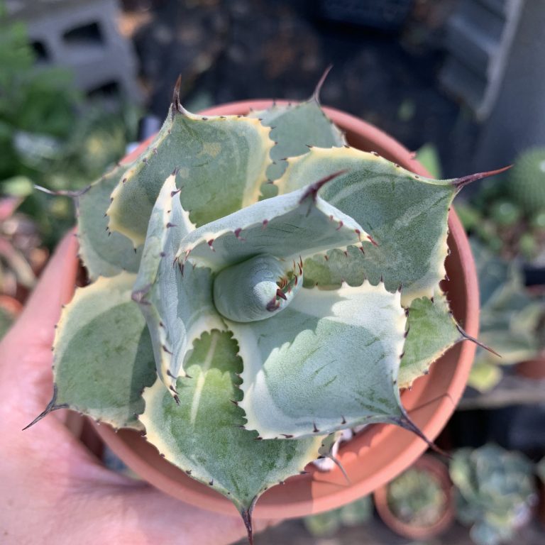 多肉仙人交易所