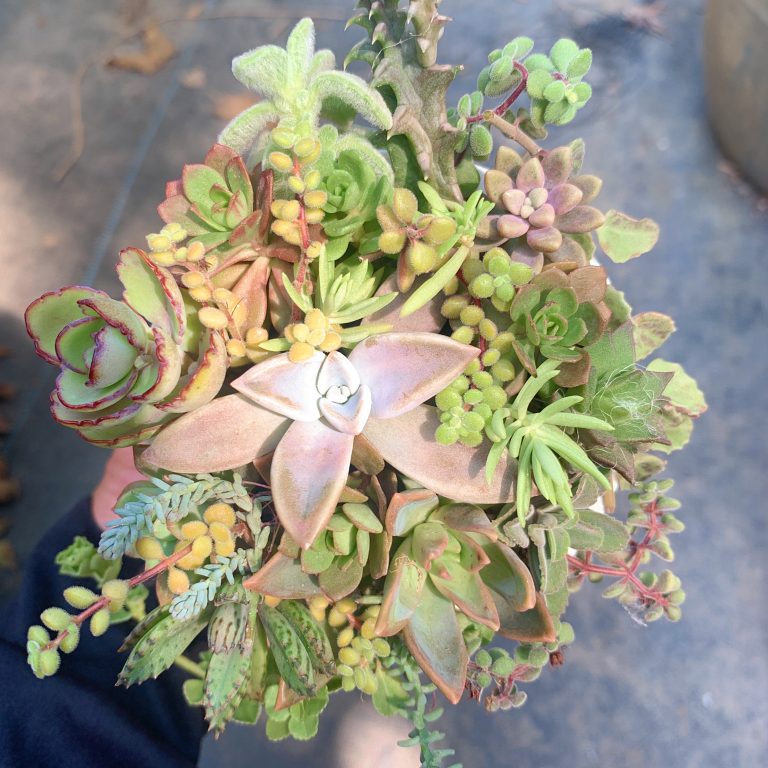 多肉仙人交易所