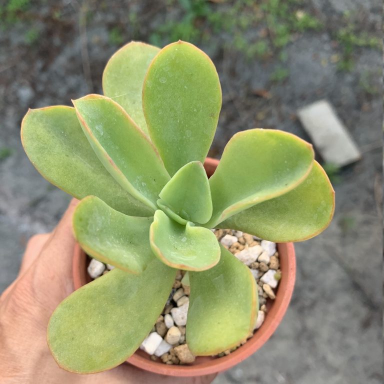 多肉仙人交易所