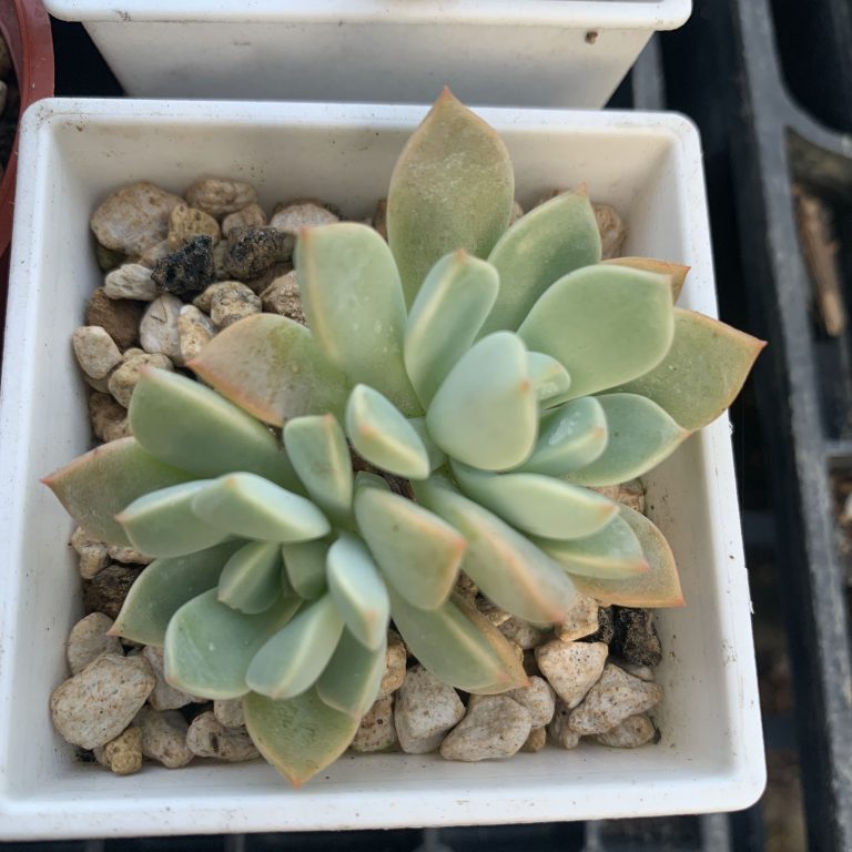 多肉仙人交易所