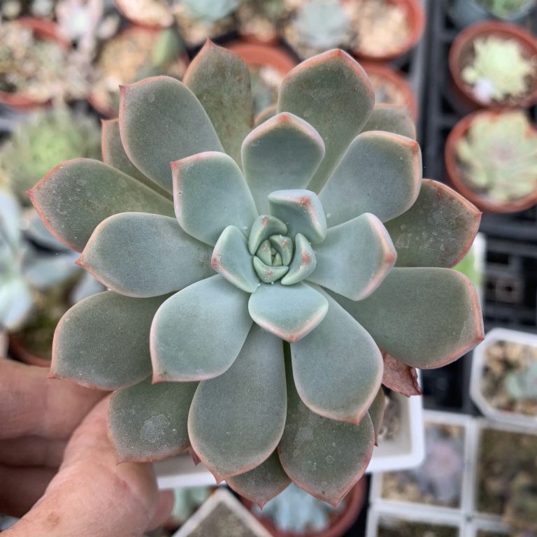 多肉仙人交易所