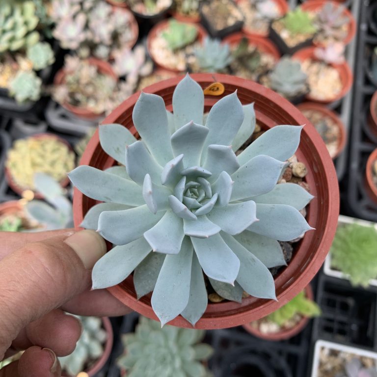 多肉仙人交易所