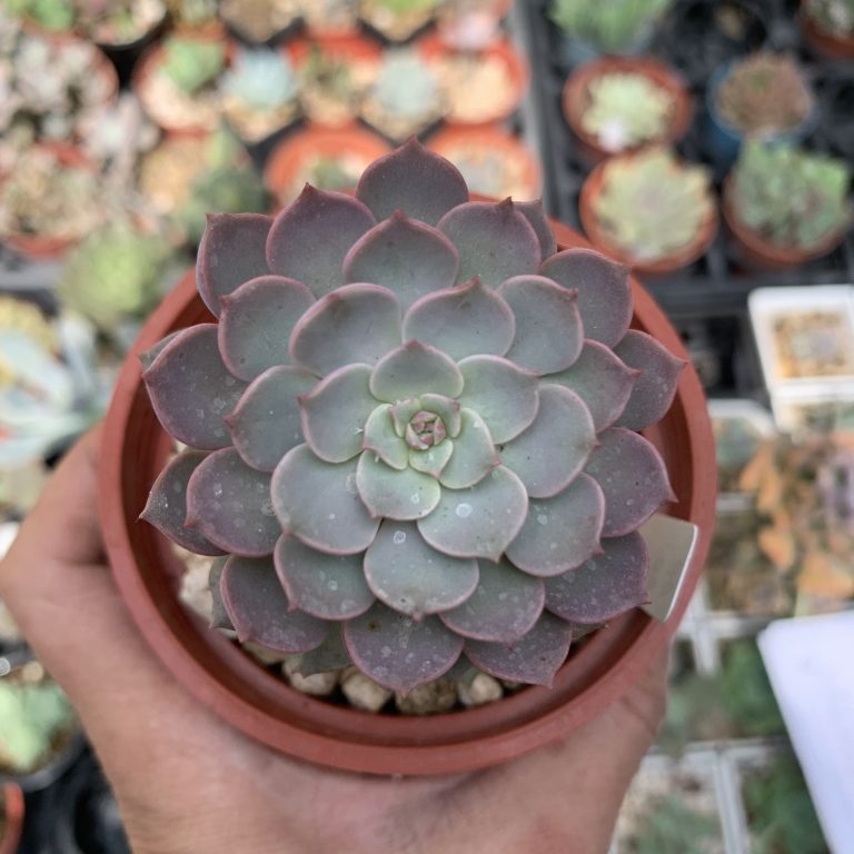 多肉仙人交易所