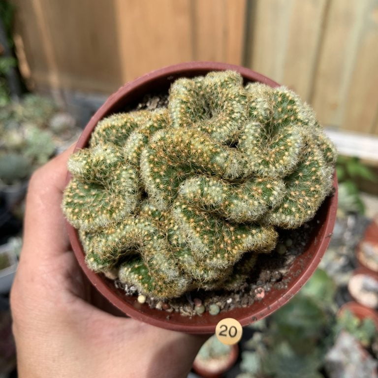 多肉仙人交易所