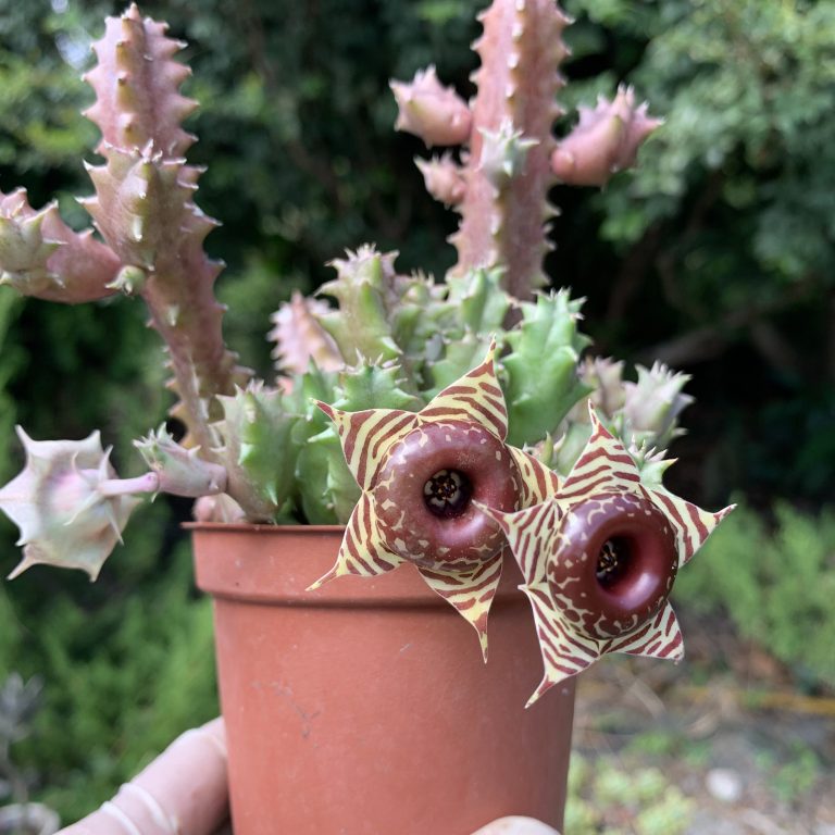 多肉仙人交易所