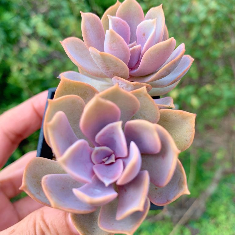 多肉仙人交易所