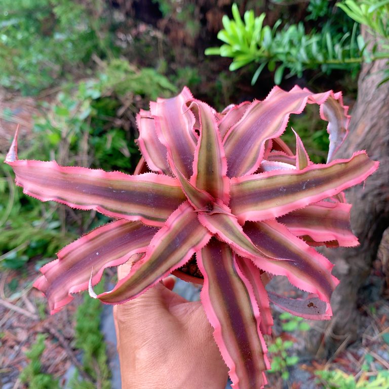 多肉仙人交易所