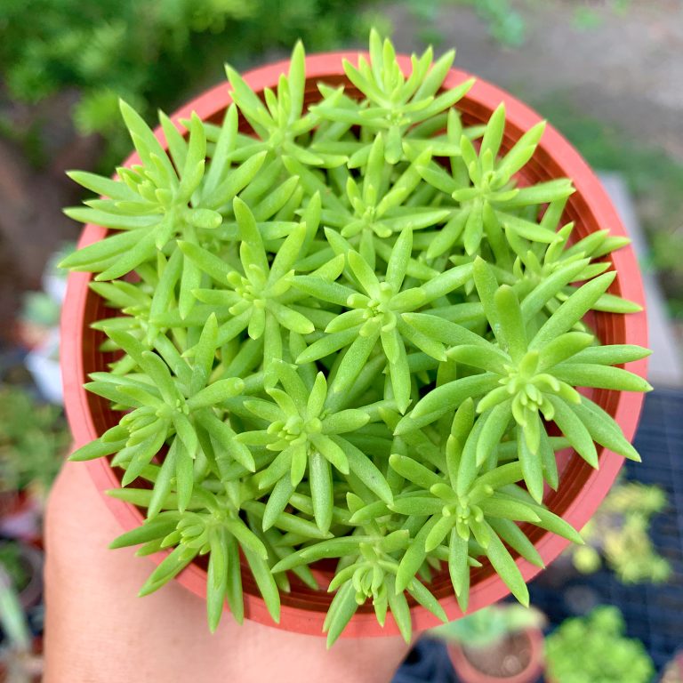 多肉仙人交易所