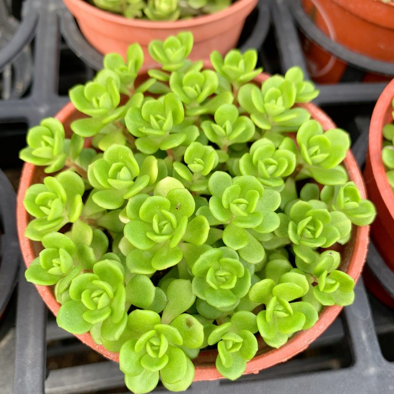 多肉仙人交易所