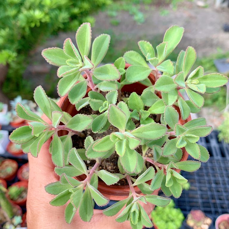 多肉仙人交易所