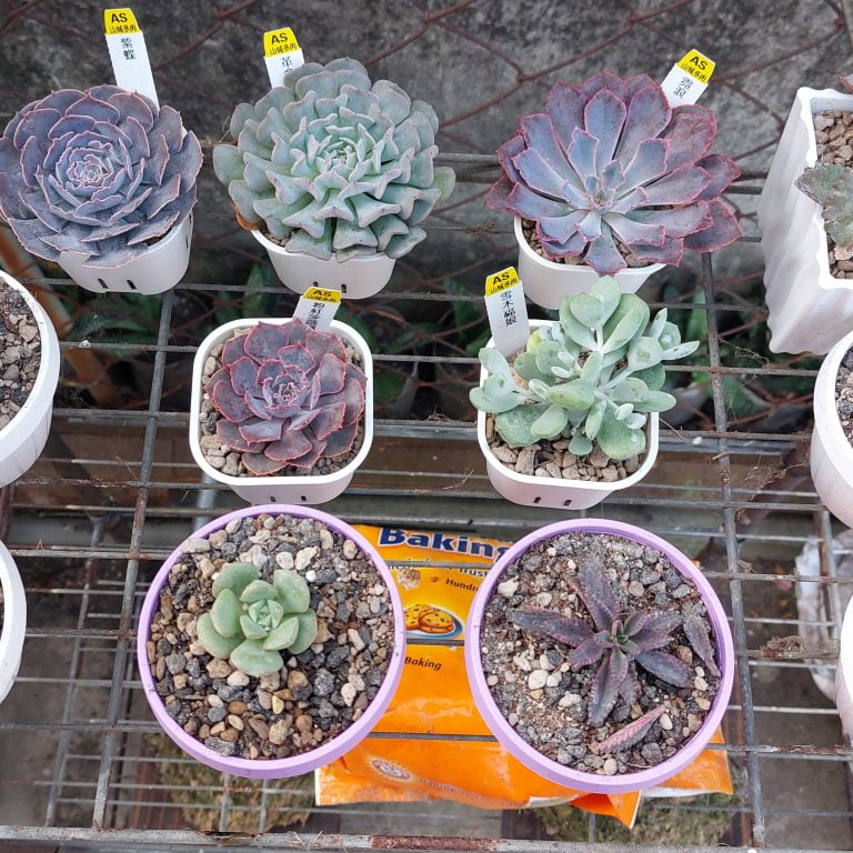 多肉仙人交易所