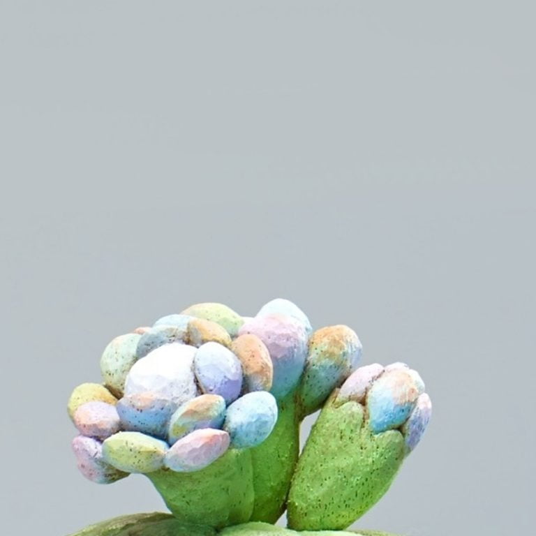 多肉仙人交易所