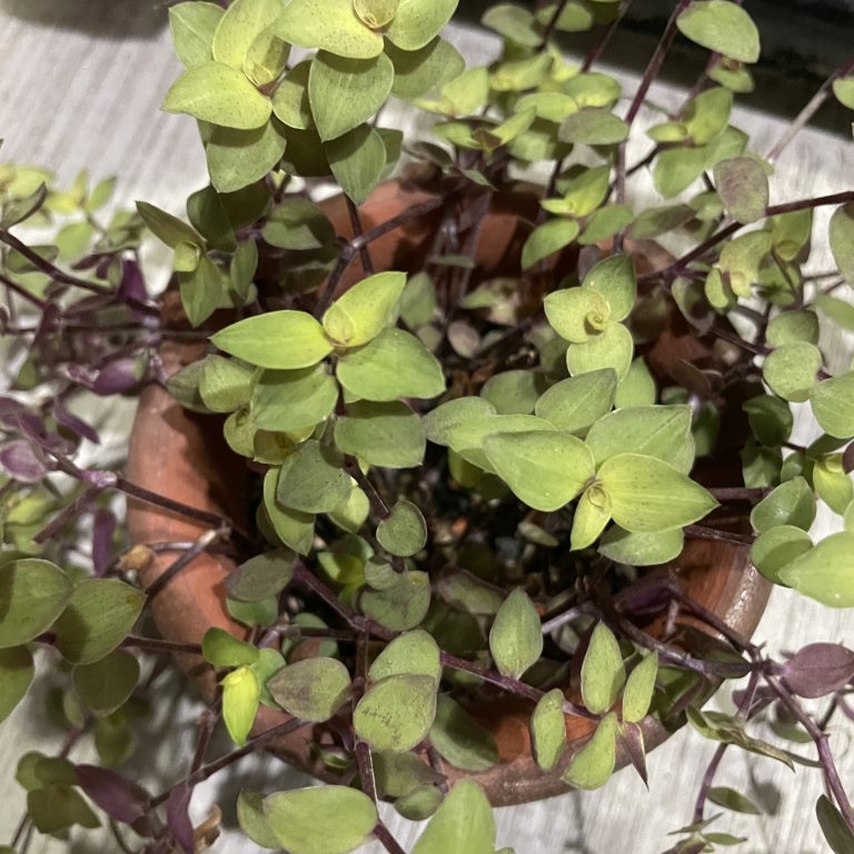 多肉仙人交易所