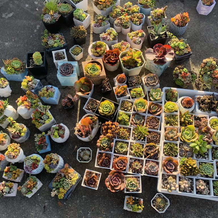 多肉仙人交易所