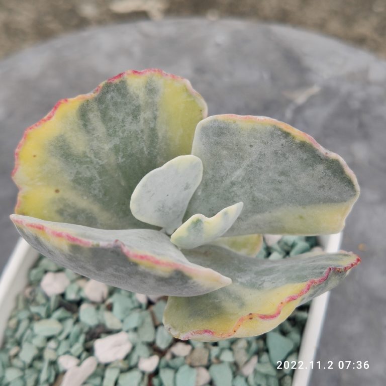 多肉仙人交易所