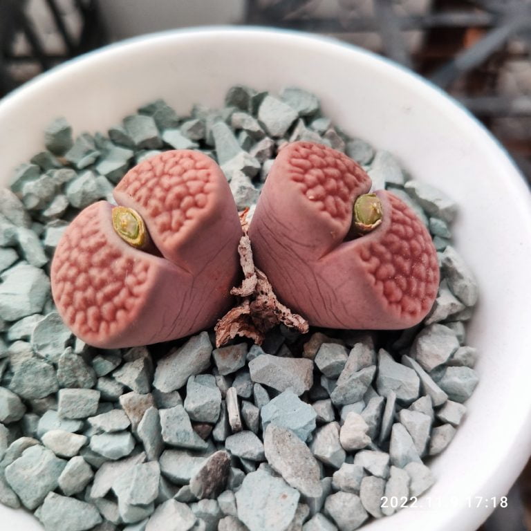 多肉仙人交易所