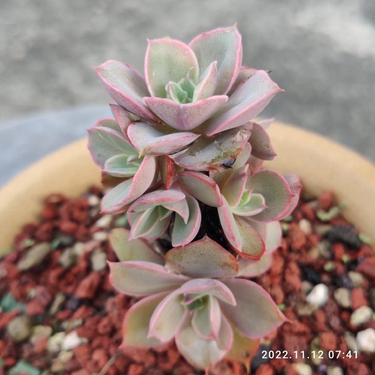 多肉仙人交易所