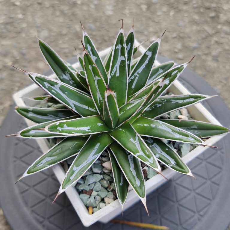 多肉仙人交易所