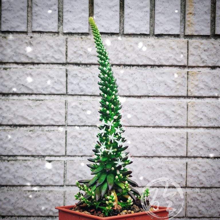 多肉仙人交易所