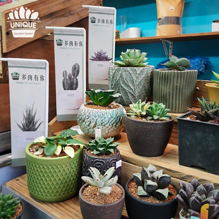 多肉仙人交易所