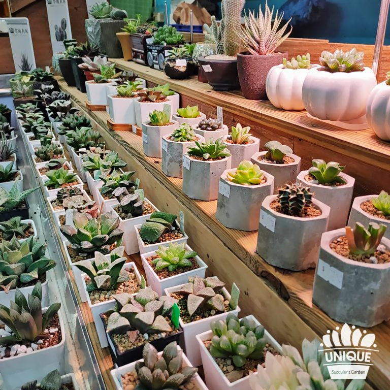 多肉仙人交易所