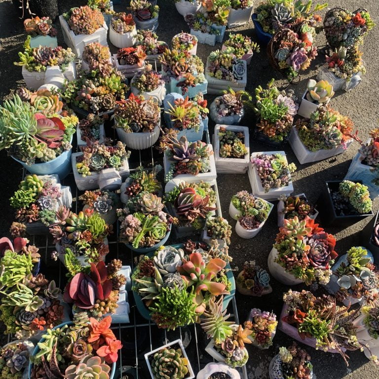 多肉仙人交易所